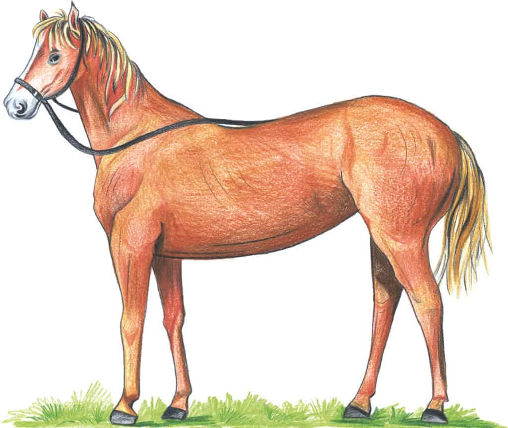 Pferd