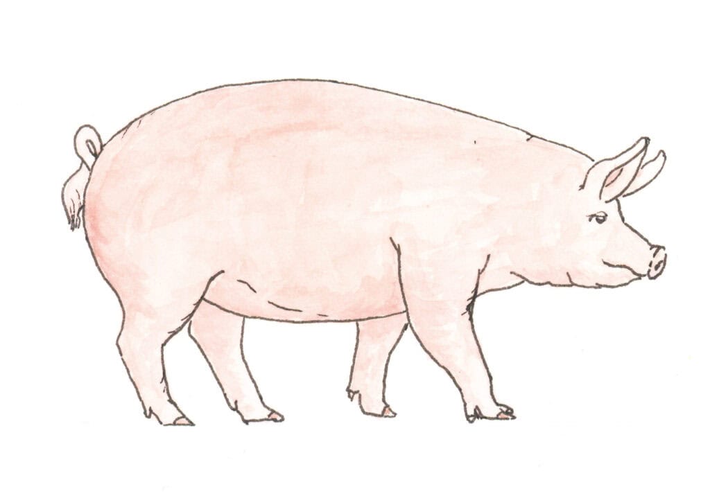 Schwein