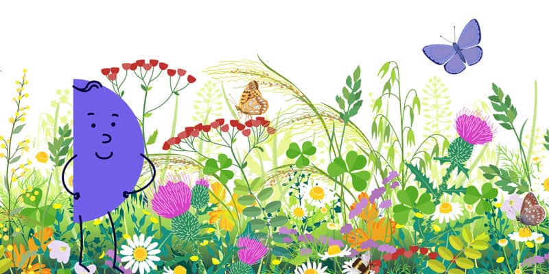 Blumenwiese