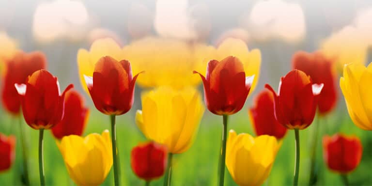  Foto zu Fingerspiele für den Frühling 