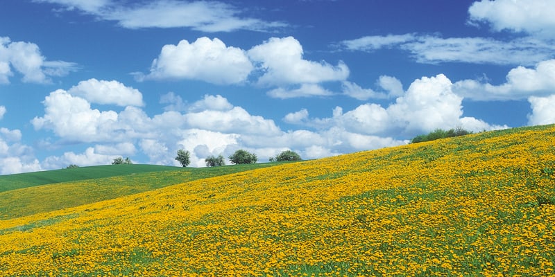 Frühlingswiese