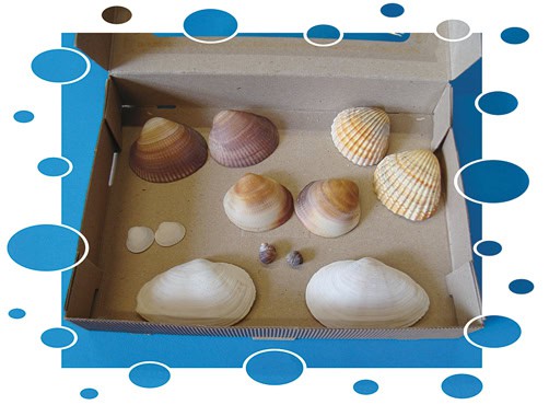 Muschelpaare