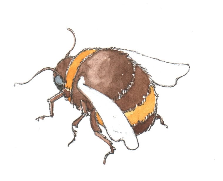 Hummel