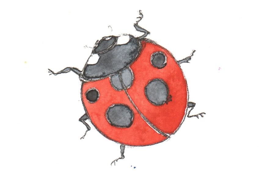 Käfer