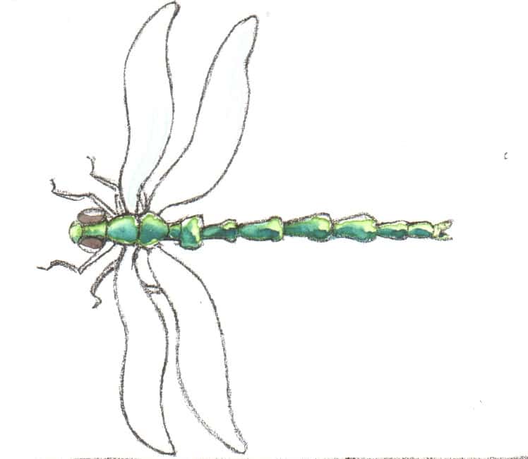 Libelle